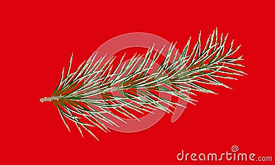 Spruce branch covered with white frost, on a red background. Vector Illustration