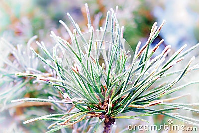 Spruce branch in frost . pine branches in the frost Stock Photo