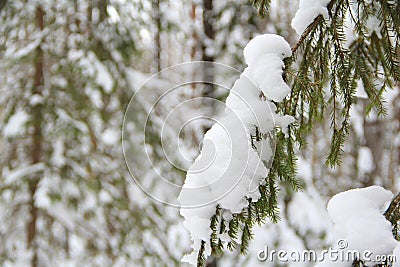 Spruce branch with green needles with snow on a winter background Stock Photo