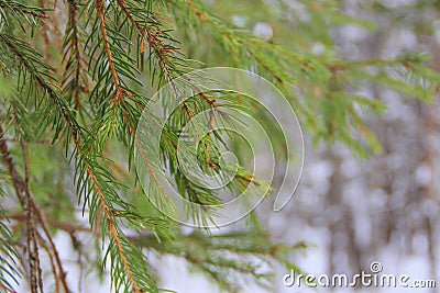 Spruce branch with green needles on a winter background Stock Photo