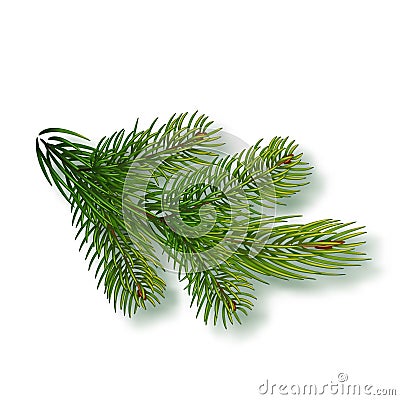 Spruce branch isolated on background. Christmas tree branch. Realistic Christmas Vector illustration. Design element for Vector Illustration