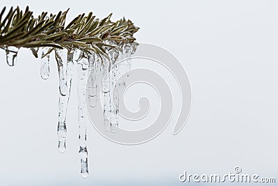 spruce branch with melting sleet Stock Photo