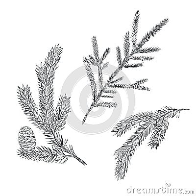 Spruce branch set. Collection of fir-tree Vector Illustration