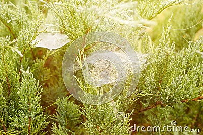 Spruce branch with a spiderweb and a small spider. Colors of autumn, spruce twig with spider web. Pine forest. Nature background. Stock Photo