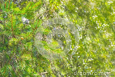 Spruce branches blurry background bokeh Stock Photo