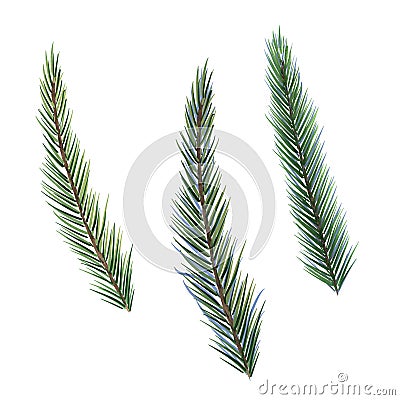 Spruce branches digital watercolor style illustration isolated on white. Cedar tree, pine plant, conifer hand drawn Cartoon Illustration