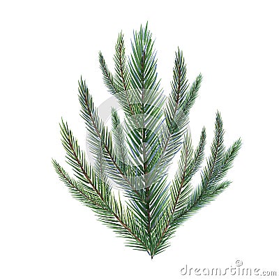 Spruce branches digital watercolor style illustration isolated on white. Cedar tree, pine plant, conifer hand drawn Cartoon Illustration