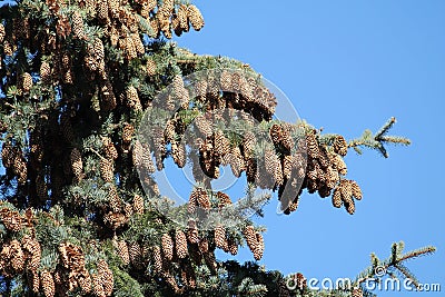 Spruce branches with many cones against blue sky Stock Photo