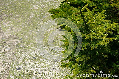 Spruce branches over grey stone background Stock Photo