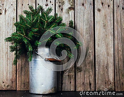 Spruce branches Stock Photo