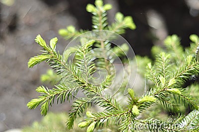 Spruce buds are bright green and can be used as medicin. Beautiful evergreen plant in closeup. Grows in garden and wild Stock Photo