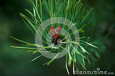 Spruce buds, ripened in the spring. The growth of a plant, close Stock Photo