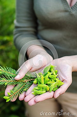 Spruce buds Stock Photo