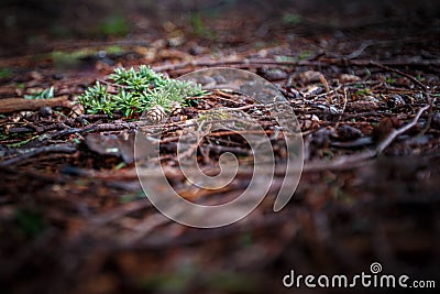 Spruce cones on the ground Stock Photo