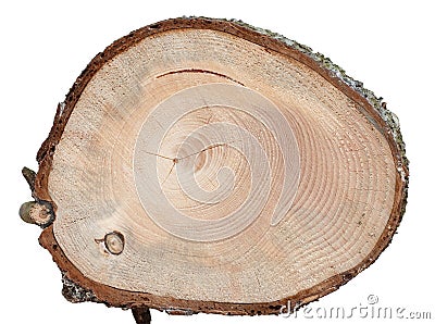 Spruce cross cut wood texture with defects Stock Photo