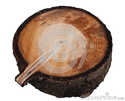 Spruce cross cut wood texture Stock Photo