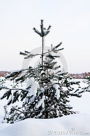 Spruce on the edge of winter forest Stock Photo