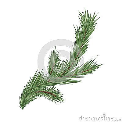 Spruce, fir or pine tree branch with evergreen needles isolated on white background. Fresh forest coniferous sprig Vector Illustration