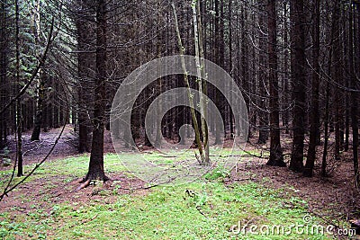The spruce forest is mossy and always green. The forest fascinates with its lush greenery. The spruce forest is very dense Stock Photo