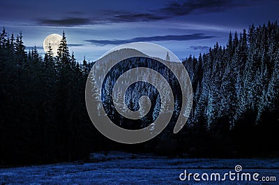 Spruce forest in mountains at night Stock Photo