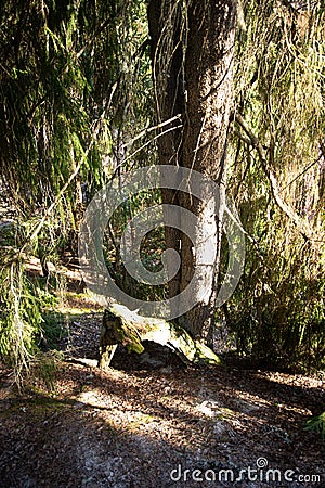 Spruce forest with mystical roots in the sun on a warm spring day Stock Photo