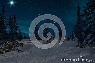 Spruce forest night snow stars Stock Photo