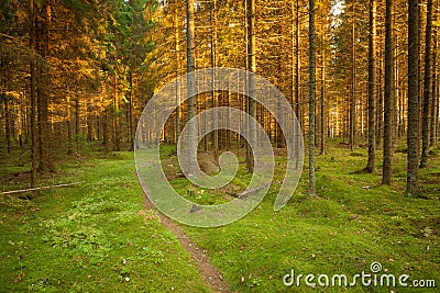 Spruce forest and path golden sunset light Stock Photo