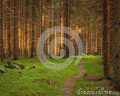 Spruce forest and path golden sunset light Stock Photo