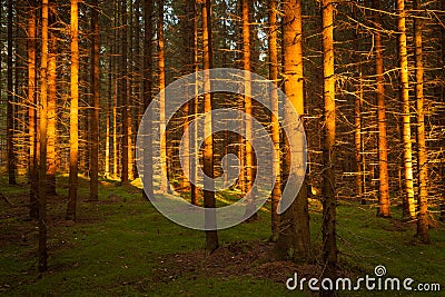 Spruce forest and path golden sunset light Stock Photo