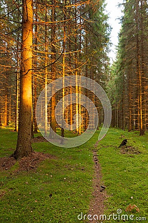 Spruce forest and path golden sunset light Stock Photo