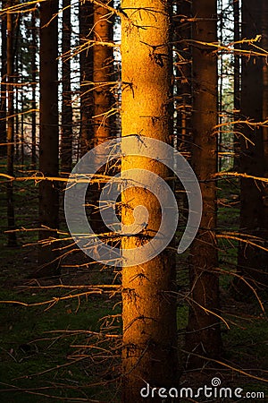 Spruce forest and path golden sunset light Stock Photo