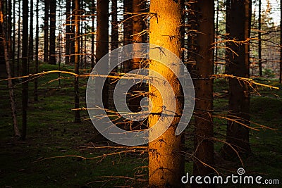 Spruce forest and path golden sunset light Stock Photo