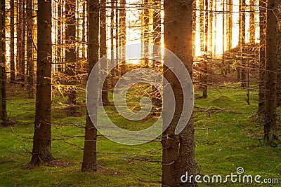 Spruce forest and path golden sunset light Stock Photo