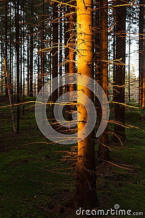 Spruce forest and path golden sunset light Stock Photo