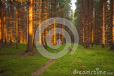 Spruce forest and path golden sunset light Stock Photo