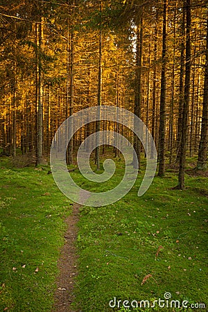 Spruce forest and path golden sunset light Stock Photo