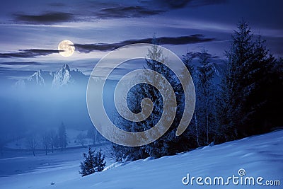 Spruce forest on a snow covered hill at night Stock Photo