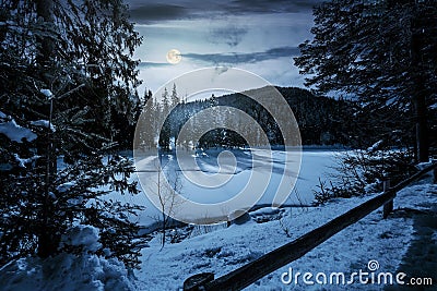 Spruce forest on winter night in full moon light Stock Photo