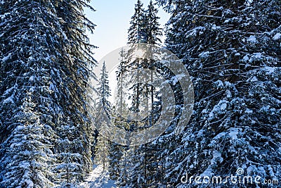 Spruce forest in winter with snow Stock Photo