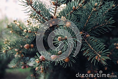 The spruce green branches with cones Stock Photo