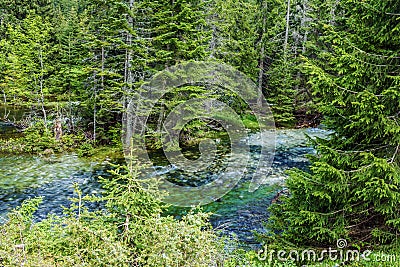 Spruce green forest in Montenegro. Stock Photo