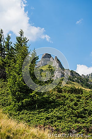 Spruce and juniper evergreen plants, Ciucas Mountains in the background, Romania Stock Photo