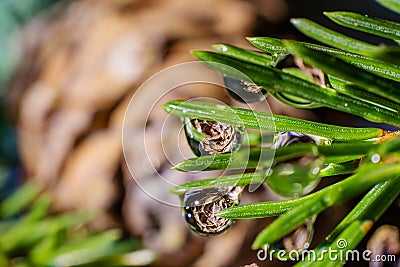 Spruce needles close-up with drops of water on it, which reflect the cedar cone. Stock Photo