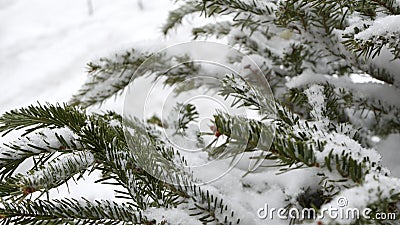 Spruce, pine or fir in snow flakes, snowflakes falling on conifer Christmas tree Stock Photo