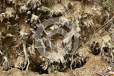 Spruce roots Stock Photo