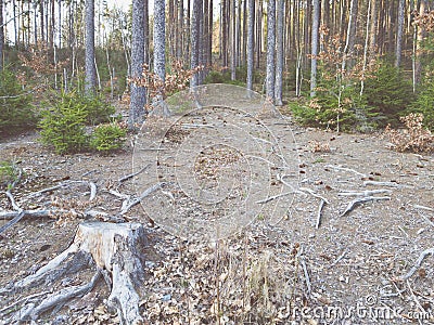 Spruce roots Stock Photo