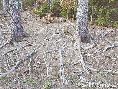 Spruce roots Stock Photo