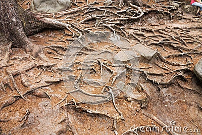 Spruce roots Stock Photo