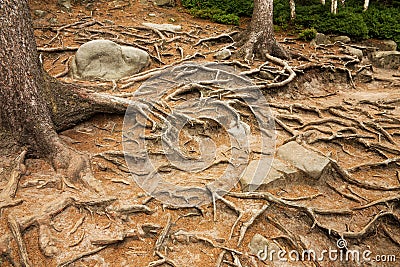 Spruce roots Stock Photo