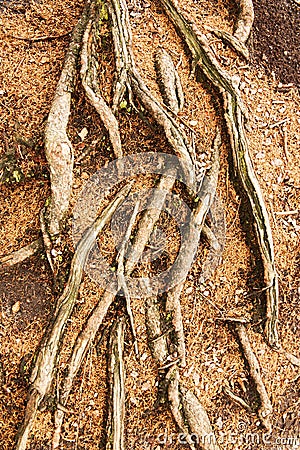 Spruce roots Stock Photo